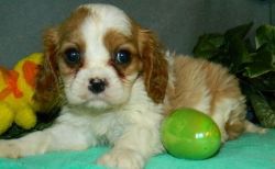 ACA Registered Cavalier King Charles Spaniel Puppies