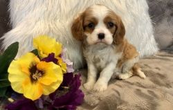 Pre-Spoiled Cavalier King Charles Spaniel Puppies