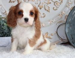 AKC registered Cavalier King Charles Spaniel pups ready now.