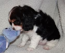 Cavalier King Charles Spaniel Puppies for Sale.