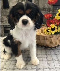 AKC Registered Cavalier King Charles Spaniel Puppies