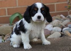 charming Cavalier King Charles Spaniel puppies for sale