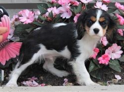 Males and females King Charles puppies