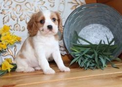 AKC registered Cavalier King Charles Spaniel puppies
