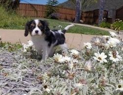 Charming King Charles Spaniel puppies available