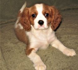 thick fluffy coat Cavalier King Charles Spaniel puppies