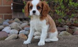 very well socialized Cavalier King Charles Spaniel puppies