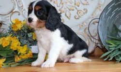 AKC registered Cavalier King Charles Spaniel puppies