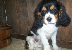 funny and very friendly Cavalier King Charles Spaniel puppies
