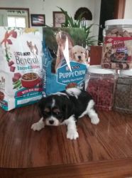 Cavalier King Charles Spaniel Try color Male