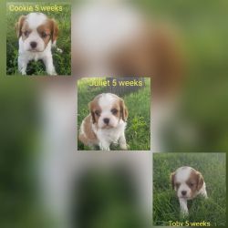 Purebred cavalier king Charles spaniels looking for loving homes!