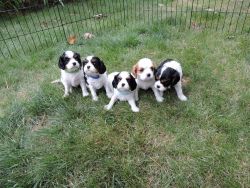 Tri-Color Cavalier King Charles Puppies AKC Registerable