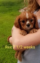 Purebred cavalier king Charles spaniels looking for loving homes!