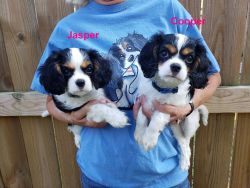 Cavalier King Charles Pure Bred