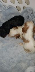 Cavalier puppies