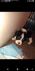 AKC registered cavalier king Charles spaniel puppies