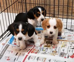Cavalier King Charles Spaniel/Dachshund mixed puppies