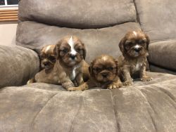 Family raised Cavalier puppies