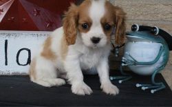 Boys and girls Cavelier spanial puppies for sale.