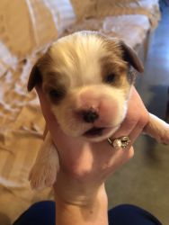Cavalier King Charles Spaniel Pups for sale!