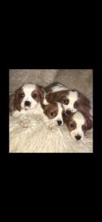 Cavalier king Charles Pups Ready To Leave Now