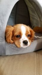 6 Month Old Male Cavalier Puppy