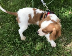 Pure-bred Cavalier King Charles puppy five-month male