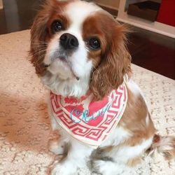 Cavalier King Charles spaniel puppies Available