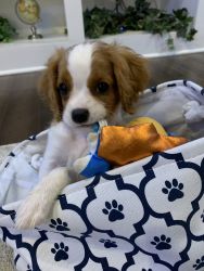 Caviled King Charles Puppy