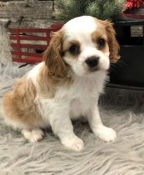 M/F Cavalier King Charles puppies for sale ( AKC )