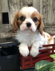 Intelligent Smart Cavalier King Charles pups for sale