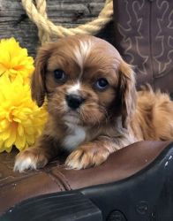 Lovely and Smart Cavalier King Charles pups for sale