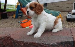 Exquisite Smart Cavalier King Charles puppies for sale