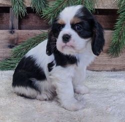Majestic & smart Smart Cavalier King Charles available.