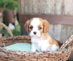 Cavalier King Charles Spaniel pups for sale