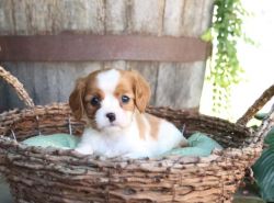Excellent Smart Cavalier King Charles pups ready for sale