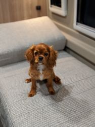 9 month old Cavalier