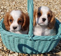 Stunning Cavalier King Charles Spaniel Puppy for sale