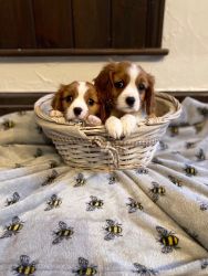 beautiful Cavalier King Charles Spaniel Puppies for sale