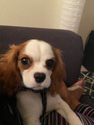 Adorable 5 Month Old King Charles Cavalier Puppy