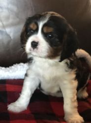 Beautiful Cavalier King Charles Puppy