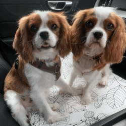 Stunning Cavalier King Charles Spaniel Puppies Avaialble