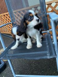 Lovely Cavalier King Charles Puppies For New Home