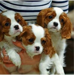 Both male and female Cavalier King Charles