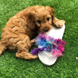 cavapoo puppy for you