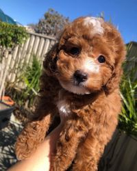 cavapoo pups for new homw