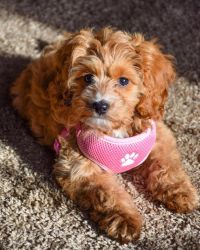 cavapoo pups for home