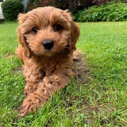 ready for home cavapoo pups