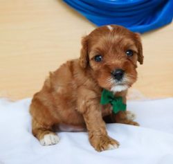 Cavapoo Puppies 5 weeks ready for a new home