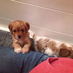 Healthy Cavoodle Puppies For Sale